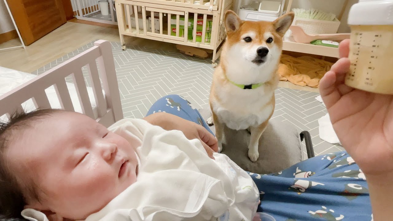 강아지가 아기를 돌보려고해요! (강아지의 놀라운 모성본능)