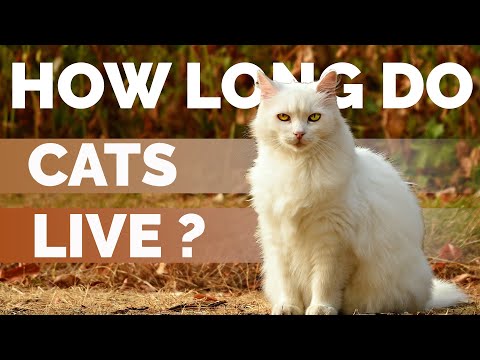 Cat Lifespan On Average ? | How Long Do Cats Live ?