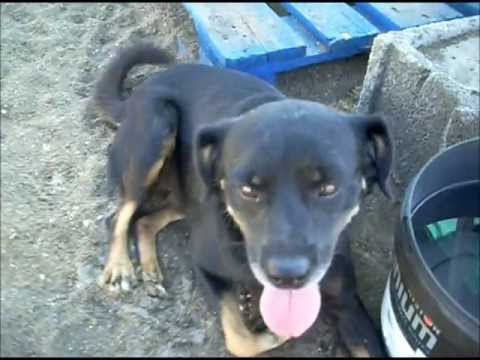 Animalinneed: Video of Kluns