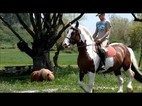 Armasar Breton De Vanzare Centrul De Echitatie Cismasu | Breton Stallion For Sale Horses Cismasu