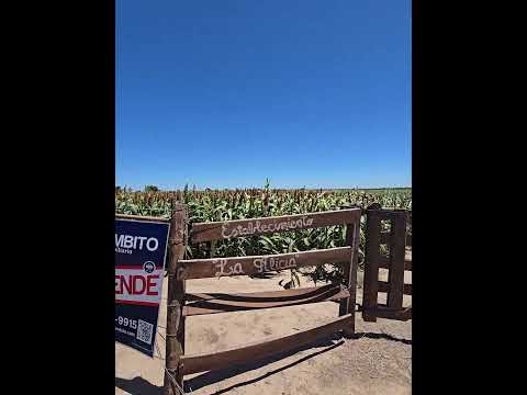 San Jerónimo del Sauce.