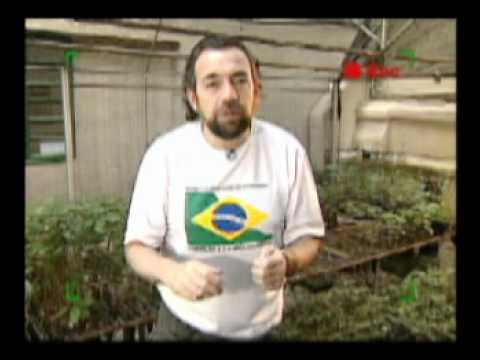 Tchibum TV - Mata Atlântica