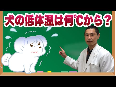 猫の低体温症 – 原因、症状、治療法