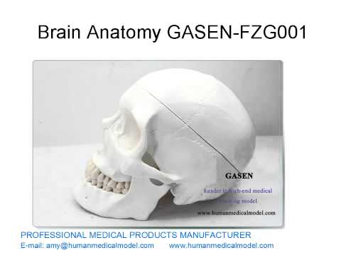 HUMAN BODY MODEL ANATOMIE MODELL MEDIZINISCHEN SKELETT ANATOMIE DES GEHIRNS GASEN FZG001（副本）