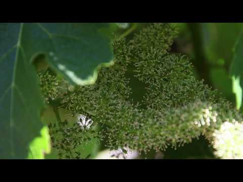 , title : 'Bagaimana Tanaman Anggur Mekar dan Berkembang | Bunga Anggur di Yordania | Video Pendidikan Anggur'