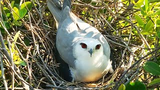 Kite | Baby Kite | Kite Family