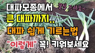 대파모종에서 큰대파까지 "이렇게" 꼭! 키워보세요 대파 쉽게 기르는법 대파심는법