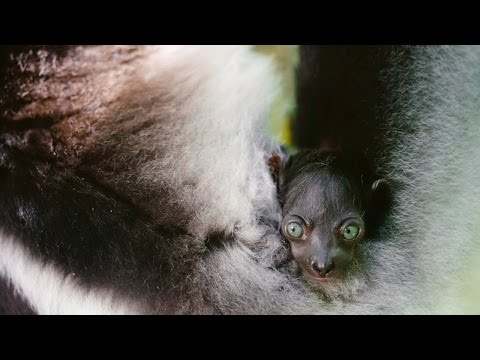 A Baby Indri - Island of Lemurs: Madagascar Featurette