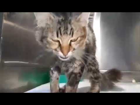 помощь животным инвалидам ПРИЮТ ДАЙ ЛАПУ ДРУГ.ЗА