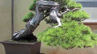 preview picture of video 'Bonsai Convention Takamatsu, 2014'