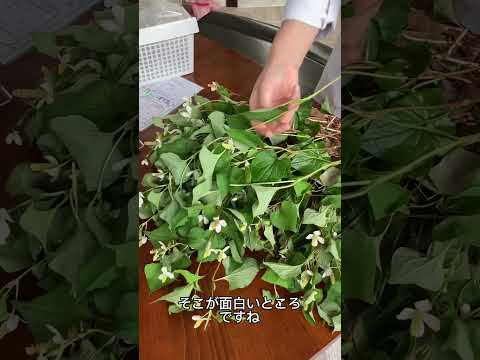 医学科 お客様からドクダミを頂きました✨