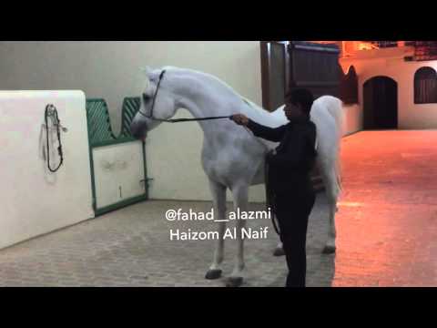 Haizom Al Naif ... 2005 { Ansata Shalim # Al Johara by Prince Fa Moniet } taken by @fahad__alazmi