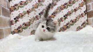 マンチカンの動画01