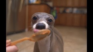 Download the video "My Dogs Eating Peanut Butter For 3 Minutes Straight"