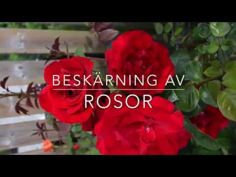 BESKÄR ROSOR med trädgårdsmästare Maria