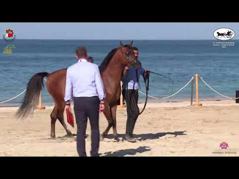 N 463 ADIB AL HAWAJER   Al Dhafrah Arabian Horse Championship 2023   Colts 3 Years Old Class 8A