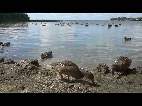 , title : 'Ducks, Geese, Water Birds | RELAX YOUR PET | August 19, 2020 | 10 Hours