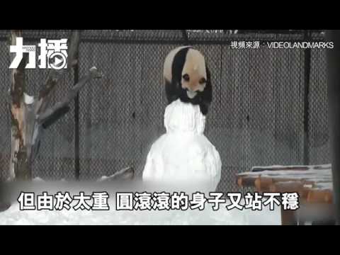 花樣玩雪人 萌化網友