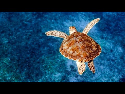 MAGISTR PROGRESSIVE - GRAVITACIA WARM-UP DJ SET 2023-11-21