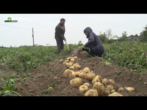 , title : 'Thu hàng trăm triệu đồng từ trồng khoai tây Hà Lan |Dân Việt TV'