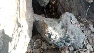 preview picture of video 'The Python spots at near by kanha national park..'