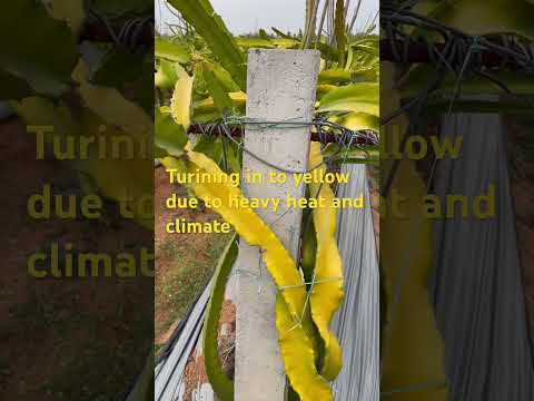 #dragonfruitfarm #dragonfruitcultivation #dragonfarm Chandu Vasanthi dragon farm Sun burns