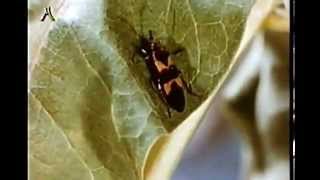 SCIENZE il mondo degli insetti - metamorfosi di una libellula