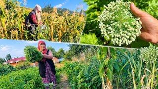 3 ŞİFALI OT 1 ARADA LEZZETİ HARİKA SEMİZ OTU HIZLI NASIL KURUR? TOHUM 