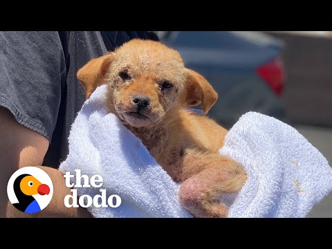 Chicken's Journey to Healing is so Touching