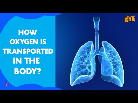 How Oxygen Travels In Our Body?