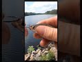 BEST Way To Hook A Live Minnow For Bait!!! #shorts