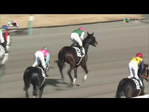 2016 Japan 3YO And Up Allowance - Pyrokinesist (生火超人) - M.Ebina