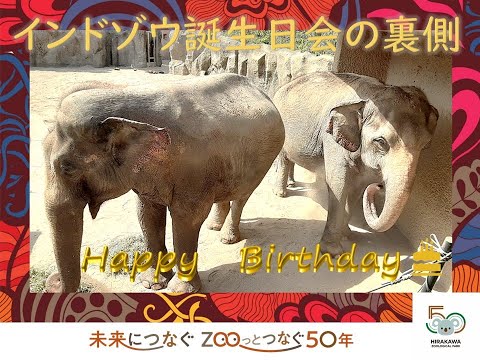 平川動物公園2022インドゾウ誕生日会の裏側
