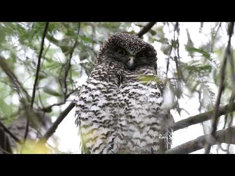 powerful owls