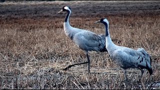 Download the video "Kurkipari on palannut muutolta Laajalahdelle."