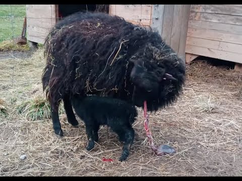 Sheep is eating the placenta after giving birth. / Ovce požírající placentu po porodu.