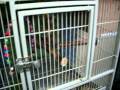 100 1652 1 MOV The Bird Barn DIRTY JOBS