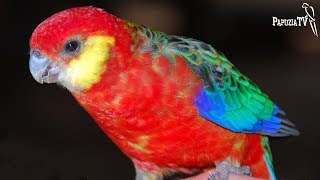 Are Rosellas Good Pets?
