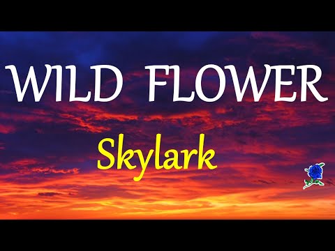 WILD FLOWER -  SKYLARK lyrics (HD)