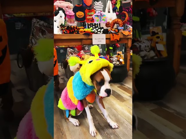 Vídeo relacionado con Lovelyshop Serie de Mascotas Lux Fur Cat Dog Cloak para Disfraces de Halloween, Rey Reina príncipe y Princesa Cosplay-M/Talla M/tamaño Extragrande