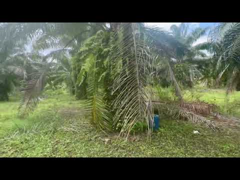 22 Rai of palm plantation near Klong Muang Beach for sale in Nong Thale, Krabi