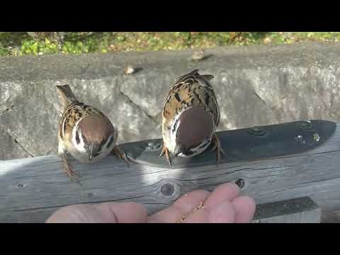 可愛いすずめ達 20200109 2 （水上橋 サキッチョ君）