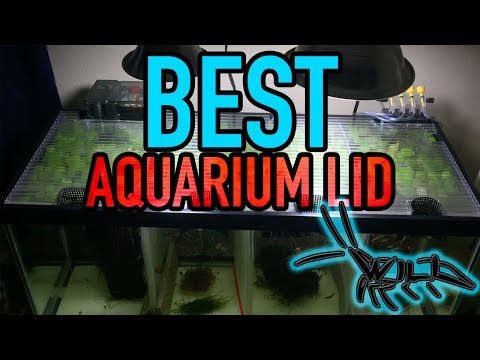download lagu mp3 mp4 Best Lid, download lagu Best Lid gratis, unduh video klip Best Lid