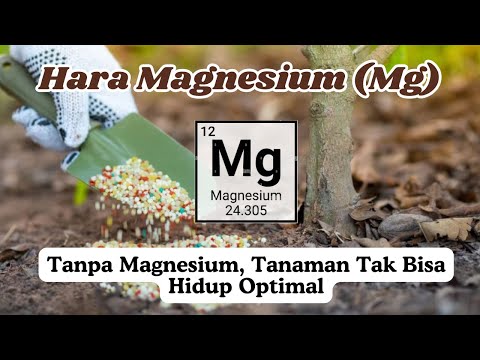 Mengenal Magnesium (Mg): Unsur hara kedua yang kebutuhannya penting dipahami oleh petani