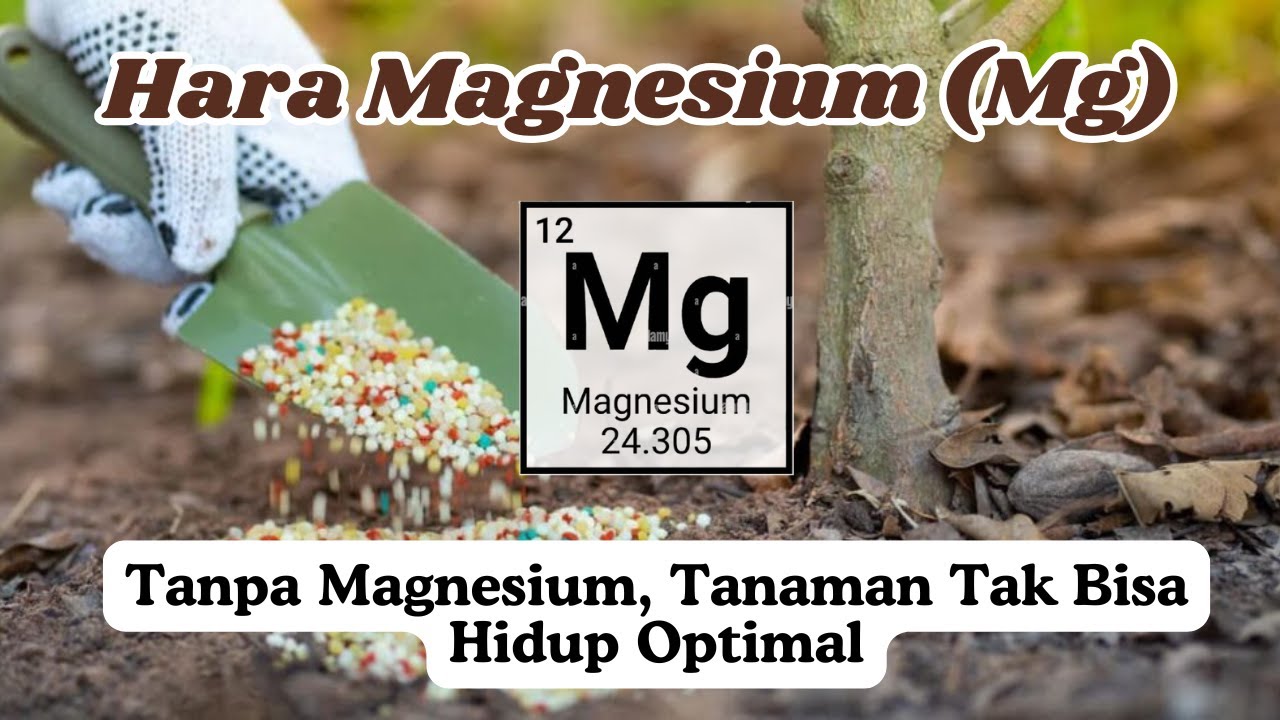 Mengenal Magnesium (Mg): Unsur hara kedua yang kebutuhannya penting dipahami oleh petani