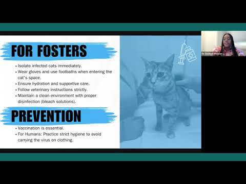 Caring for Cats: A Shelter Vet’s Guide to Common Infectious Diseases in Cats - MMFC 030625