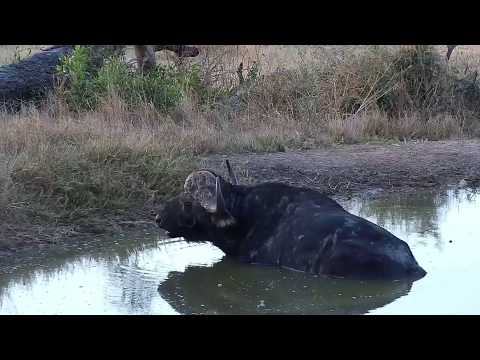 Djuma: Lone African Buffalo enjoying a soak in the pan - 16:38 - 06/29/19