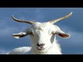 An Hour Of Silence Occasionally Broken By Screaming Goat