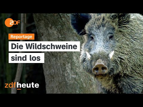Sauerei im Garten: Wildschweinplage in Wiesbaden | Länderspiegel