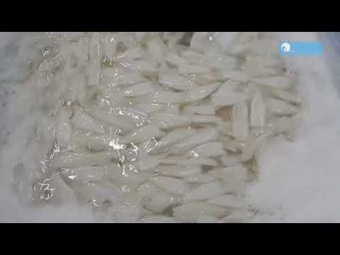 Processing line of Squid